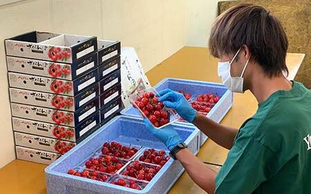 【2026年先行予約】さくらんぼ「紅秀峰」300g 特秀品 2Lサイズ以上 ≪桐箱入り≫ 山形県産 FSY-1207