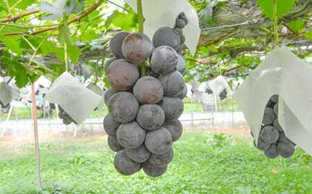 ≪2026年先行予約≫【仲野観光果樹園】贈答用 山形県産 シャインマスカット ピオーネ 2種詰合せ 1.6kg(2～4房) 秀品 種無し ぶどう 2026年8月下旬から順次発送 F2Y-6126