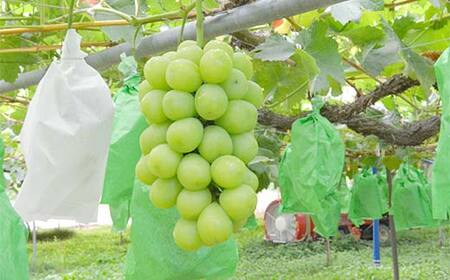 ≪2026年先行予約≫【仲野観光果樹園】贈答用 山形県産 シャインマスカット ピオーネ 2種詰合せ 1.6kg(2～4房) 秀品 種無し ぶどう 2026年8月下旬から順次発送 F2Y-6126