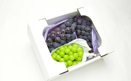 ≪2026年先行予約≫【仲野観光果樹園】贈答用 山形県産 シャインマスカット ピオーネ 2種詰合せ 1.6kg(2～4房) 秀品 種無し ぶどう 2026年8月下旬から順次発送 F2Y-6126