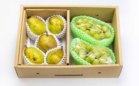 ≪2026年先行予約≫【仲野観光果樹園】家庭用 山形県産 シャインマスカット 西洋梨 2種詰合せ 2.5kg 2026年9月中旬から順次発送 F2Y-6143