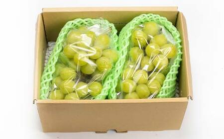 ≪2026年先行予約≫【仲野観光果樹園】ご家庭用 山形県産 シャインマスカット 1.2kg(2～3房) 種無し ぶどう 2026年9月上旬から順次発送 F2Y-6144