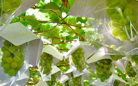 ≪2026年先行予約≫【本田農園】山形県産 大粒ぶどう シャインマスカット 約2kg(3～4 房) 秀品 2026年9月中旬から順次発送 F2Y-6148