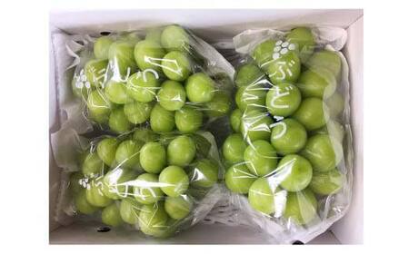≪2026年先行予約≫【本田農園】山形県産 大粒ぶどう シャインマスカット 約2kg(3～4 房) 秀品 2026年9月中旬から順次発送 F2Y-6148