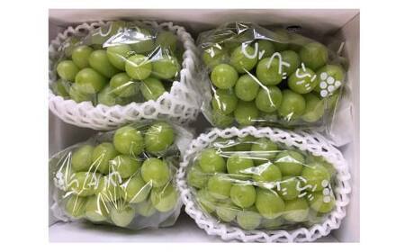 ≪2026年先行予約≫【本田農園】山形県産 大粒ぶどう シャインマスカット 約2kg(3～4 房) 秀品 2026年9月中旬から順次発送 F2Y-6148