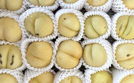 ≪2026年先行予約≫【スイーツキッチン】家庭用 山形県産 白桃 恋香桃(れんかとう) 約3kg(15～20玉前後) 硬め 2026年7月中旬から順次発送 F2Y-6279