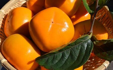 健酵美食 飲む柿酢ぶどう味 125ml 紙パック×36個 柿 果実 果物 酢 果実酢 発酵 健康 山形県 庄内柿 葡萄 ぶどう F2Y-4172