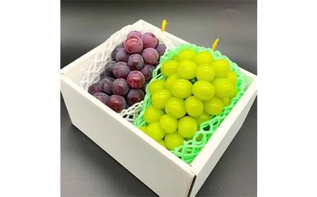 【先行予約2026年発送】みちのく山形 1回に2品種お届け 秋のフルーツ詰め合わせ 少しずつを楽しめる食べきりサイズ定期便 FSY-2665