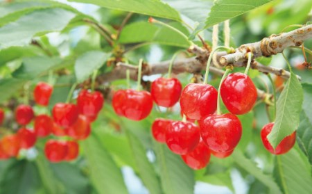 ≪2026年 先行予約≫さくらんぼ 特選佐藤錦 桐箱詰 700g「やまのべ多田農園」 F2Y-1387