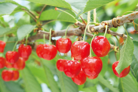 ≪2024年 先行予約≫さくらんぼ 紅さやか バラ詰 1kg (500g×2)「やまのべ多田農園」 F2Y-1367