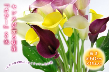 センスが光る切花 カラー 3色15本セット F2y 1647 山形県 県庁 ふるさと納税サイト ふるなび センスが光る切花 カラー 3色15本セット F2y 1647 山形県 県庁 ふるさと納税サイト ふるなび