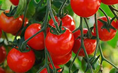 《2026年産先行受付》山形県産高糖度ミディトマト【シンディスィート】 2kg トマト 野菜 食品 山形県 FSY-2513