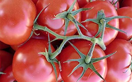 《2026年産先行受付》山形県産高糖度ミディトマト【シンディスィート】 2kg トマト 野菜 食品 山形県 FSY-2513