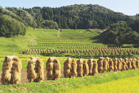 《ふるさとの極み》特別栽培つや姫3kg 棚田米2kg×2 F2Y-1351