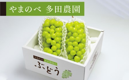 ≪2026年 先行予約≫シャインマスカット2～3房入り《やまのべ多田農園のぶどう》 マスカット ぶどう ブドウ 葡萄 デザート フルーツ 果物 くだもの 果実 食品 山形県 F2Y-1792