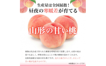 《先行予約 2026年度発送》白桃 2kg(5～9玉) もも モモ 桃 デザート フルーツ 果物 くだもの 果実 食品 山形県 FSY-0508