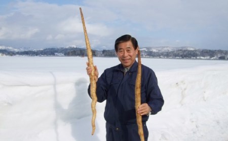 山形県産 雪国育ち自然薯 生芋1本物 1kg（1～3本） F2Y-5112