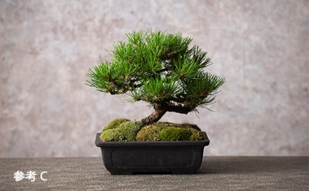 モス山形】苔と松の盆栽（陶器） F2Y-5146 | 山形県（県庁
