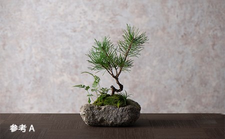 【モス山形】苔と松の盆栽 植物混合（軽石） F2Y-5147