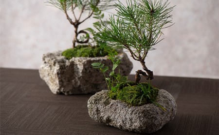 【モス山形】苔と松の盆栽 植物混合（軽石） F2Y-5147