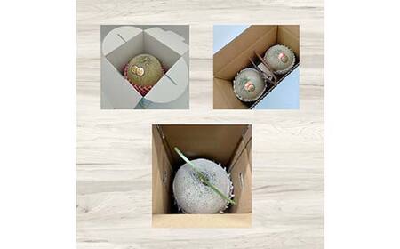 《2026年発送先行予約》やまがたメロン定期便(全3回) FSY-0104