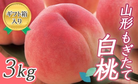 【先行受付 令和8年度発送】山形もぎたて白桃3kg ギフト箱入り もも モモ 桃 デザート フルーツ 果物 くだもの 果実 食品 山形県 FSY-0225