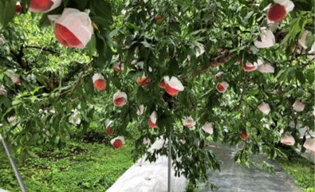 【先行受付 令和8年度発送】山形もぎたて白桃3kg ギフト箱入り もも モモ 桃 デザート フルーツ 果物 くだもの 果実 食品 山形県 FSY-0225