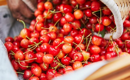 《先行予約 2026年度発送》山形牛と山形さくらんぼ☆贅沢定期便 特Ａ（4回） FSY-0125