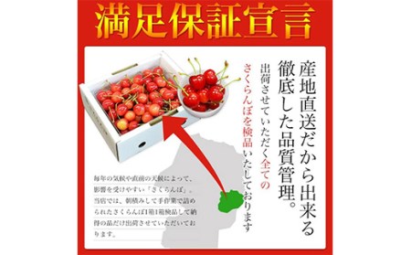 《先行予約 2026年6月中旬発送》山形県産さくらんぼ紅秀峰 秀品 2L玉 500gパック 化粧箱入り FSY-0008