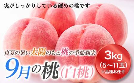 《先行予約 2026年度発送》山形の9月の桃（白桃）3kg もも モモ 桃 デザート フルーツ 果物 くだもの 果実 食品 山形県 FSY-1825