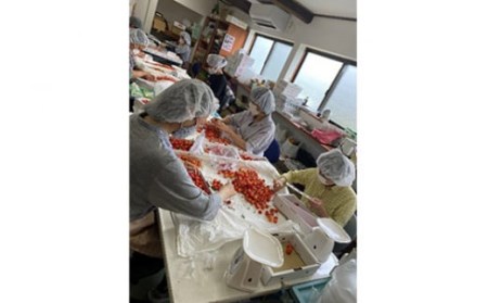 《先行予約 2026年度発送》山形特産 朝摘さくらんぼ直送便 佐藤錦 秀 L 1.2kg FSY-0121