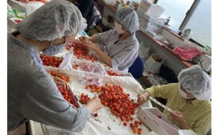 《先行予約 2026年度発送》山形特産 朝摘さくらんぼ直送便 佐藤錦 秀 L 1.2kg FSY-0121