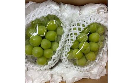 《先行予約 2026年発送》山形フルーツめぐり定期便【全5回】 FSY-2334