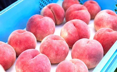 《先行予約 2026年発送》パリっとおどろき食感！山形産もも3kg もも モモ 桃 デザート フルーツ 果物 くだもの 果実 食品 山形県 FSY-2473