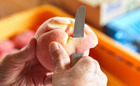 《先行予約 2026年発送》パリっとおどろき食感！山形産もも3kg もも モモ 桃 デザート フルーツ 果物 くだもの 果実 食品 山形県 FSY-2473