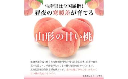 《先行予約 2026年度発送》【山形県産】白桃5kg(小玉20～25玉) もも モモ 桃 デザート フルーツ 果物 くだもの 果実 食品 山形県 FSY-0389