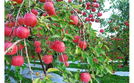 《先行予約 2024年度発送》【山形県産】サンふじりんご秀品5kg  りんご リンゴ 林檎 デザート フルーツ 果物 くだもの 果実 食品 山形県 FSY-0407