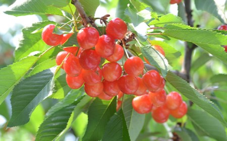 《先行予約 2026年6月上旬発送開始 定期便》プレミアムフルーツ（さくらんぼ 桃 シャインマスカット） FSY-2366