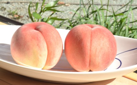 《先行予約 2026年6月上旬発送開始 定期便》プレミアムフルーツ（さくらんぼ 桃 シャインマスカット） FSY-2366