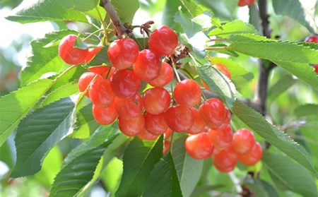 《先行予約 2026年6月上旬発送開始 定期便》プレミアムフルーツ (さくらんぼ シャインマスカット 高徳りんご) FSY-2368