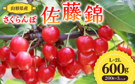 【先行予約 令和8年度発送】山形県産 さくらんぼ 佐藤錦 600g（200g×3パック）秀品以上 L～2Lサイズ FSY-0689
