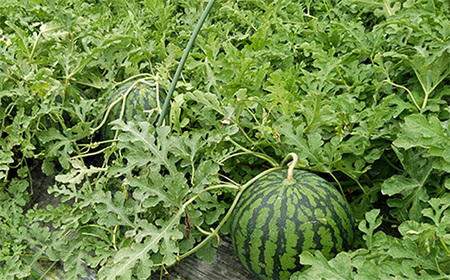 《先行予約 2026年度発送》山形県産すいか1玉（2L～3Lサイズ） スイカ すいか 西瓜 デザート フルーツ 果物 くだもの 果実 食品 山形県 FSY-0721