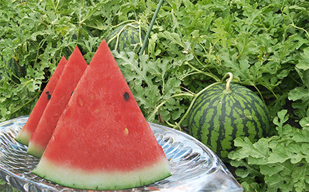 《先行予約 2026年度発送》山形県産すいか1玉（2L～3Lサイズ） スイカ すいか 西瓜 デザート フルーツ 果物 くだもの 果実 食品 山形県 FSY-0721