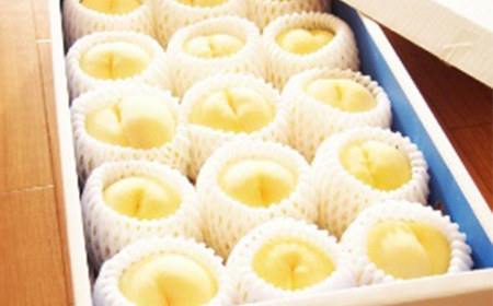 《先行予約 2026年度発送》 黄桃 5kg もも モモ 桃 デザート フルーツ 果物 くだもの 果実 食品 山形県 FSY-0705