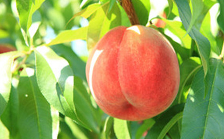 《先行予約 2026年度発送》白桃(品種おまかせ) 5kg もも モモ 桃 デザート フルーツ 果物 くだもの 果実 食品 山形県 FSY-0706