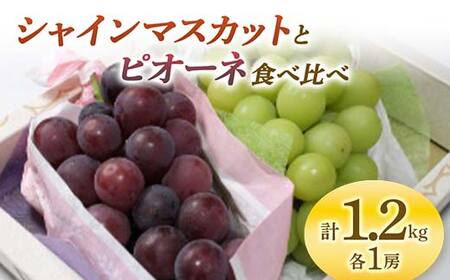 《先行予約 2026年度発送》 シャインマスカットとピオーネ食べ比べ 1.2kg マスカット ぶどう ブドウ 葡萄 デザート フルーツ 果物 くだもの 果実 食品 山形県 FSY-0708