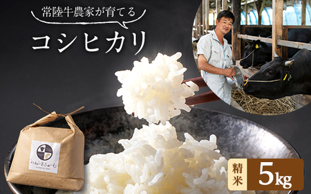 令和7年産 茨城県産 常陸牛農家が育てた コシヒカリ 精米 5kg_ 精米 米