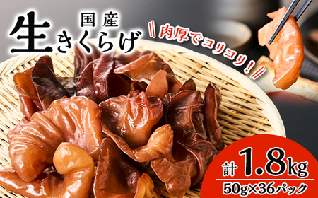 コリコリ食感!生きくらげ_野菜  きのこ _【配送不可地域：離島・沖縄県】【1461806】