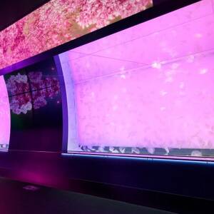 アクアワールド茨城県大洗水族館　年間パスポート(大人2名分)_旅行券・チケット 水族館 入場券・優待券 _【配送不可地域：離島・沖縄県】【1510278】