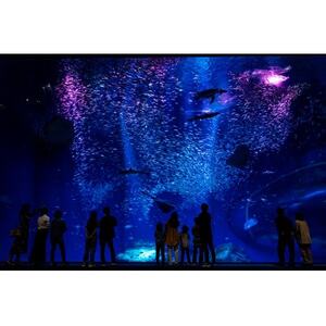 アクアワールド茨城県大洗水族館　年間パスポート+パスケース　大人1枚_旅行券・チケット 水族館 入場券・優待券 _【配送不可地域：離島・沖縄県】【1565470】